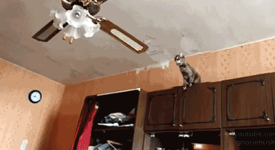 Кот прыгает на люстру